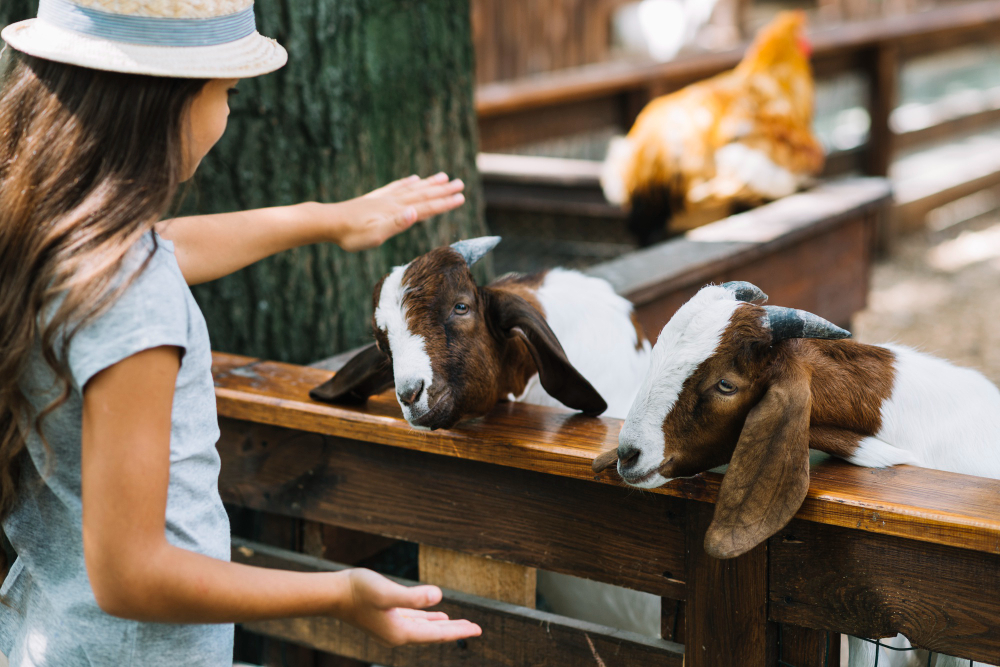 Farm Animals