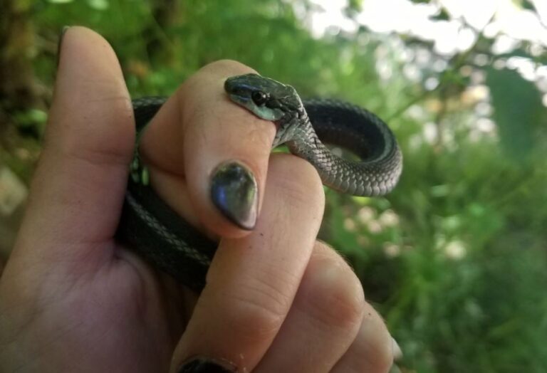 What Does a Garden Snake Look Like?