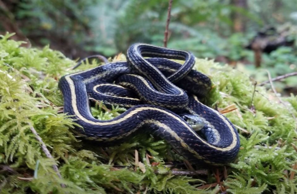 Garden Snake