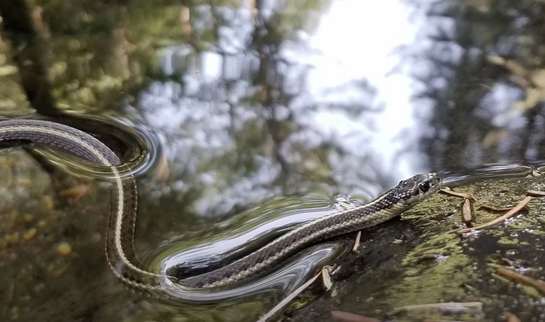 What Does a Garden Snake Look Like?